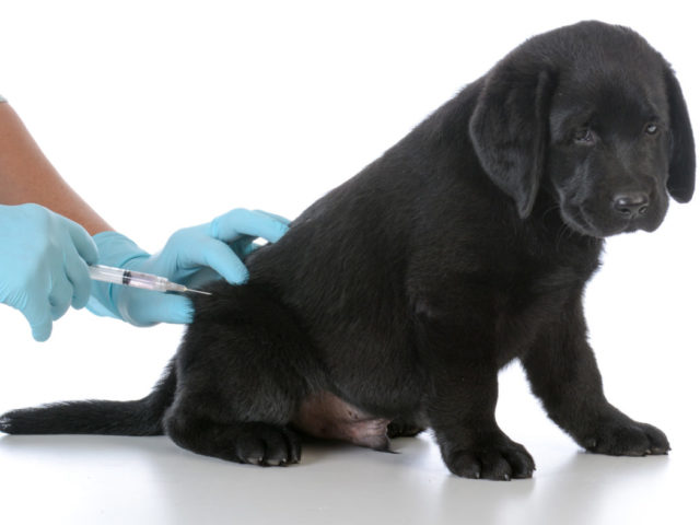 狂犬病予防接種