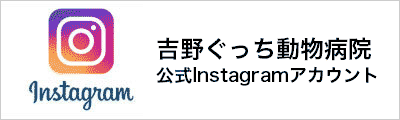 吉野ぐっち動物病院インスタグラム